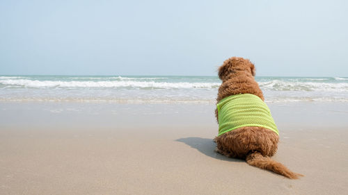 The dog was waiting for the owner on the beach.