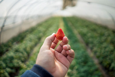 Cropped hand of person holding strawberry over field