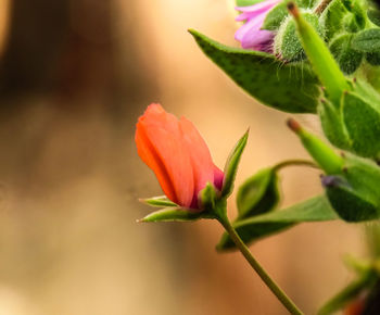 Close-up of pink flowering plant