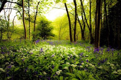 Trees growing in forest