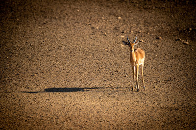 Male common impala standing with long shadow