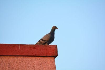 Low angle view of bird perching on retaining wall against clear blue sky