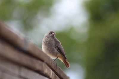 Low angle view of bird perching on tree