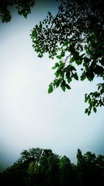 Low angle view of trees against clear sky