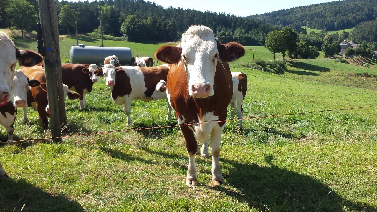 domestic animals, animal themes, field, grass, livestock, standing, mammal, front view, tree, full length, domestic cattle, grassy, nature, green color, pasture, herbivorous, tranquility, looking at camera, tranquil scene, outdoors, non-urban scene, beauty in nature