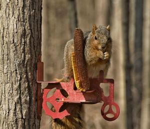Close-up of squirrel on tree trunk