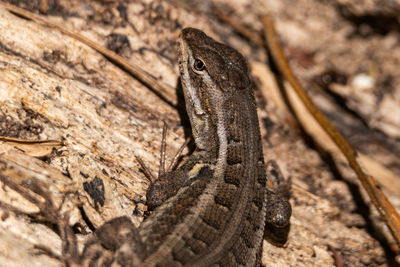 Close-up of lizard on rock