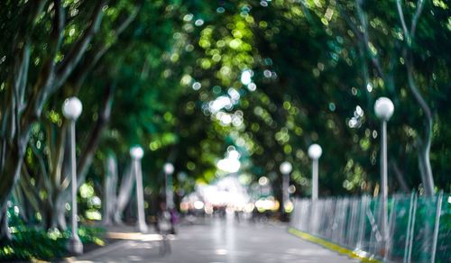 Empty road along trees