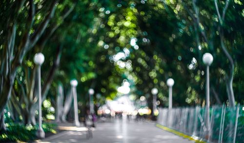 Empty road along trees