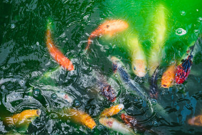 koi