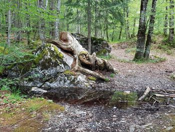 Driftwood on tree trunk in forest