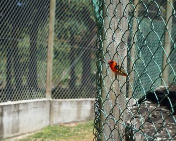 Close-up of ladybug on chainlink fence