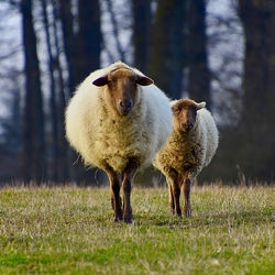 Portrait of an animal on field