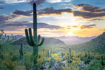 Cactus growing on field against sky during sunset