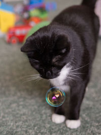 Close-up of cat playing