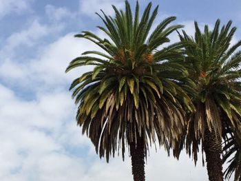 Low angle view of palm tree against cloudy sky