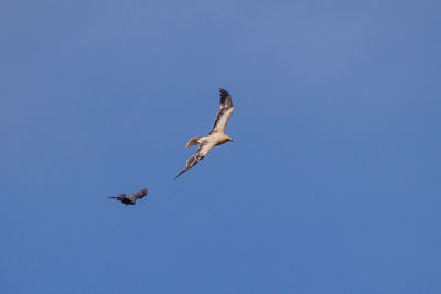 Low angle view of seagulls flying in sky