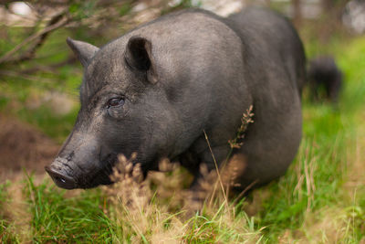 Adult black pig