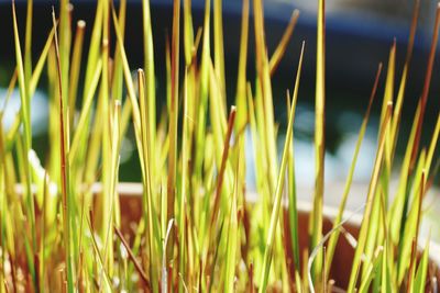 Close-up of grass growing in field