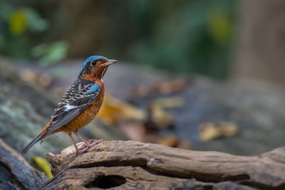 Close-up of bird perching on log