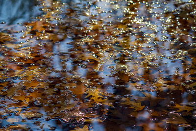 Close-up of bee on the sea