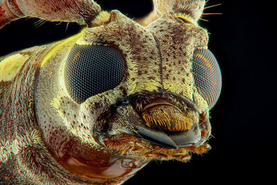 Close-up of insect over black background