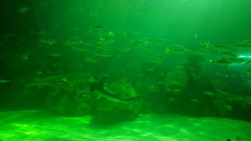 Fish swimming in aquarium