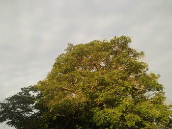 Low angle view of tree against sky