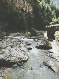 River flowing through forest