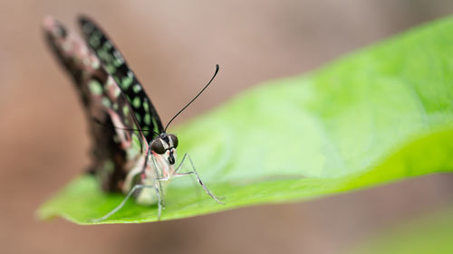 Close-up of insect on leaf