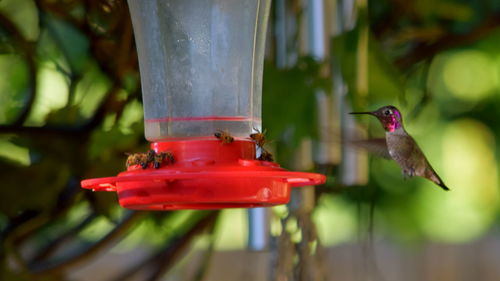 Close-up of hummingbird next to feeder