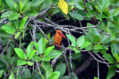 Bird perching on a branch