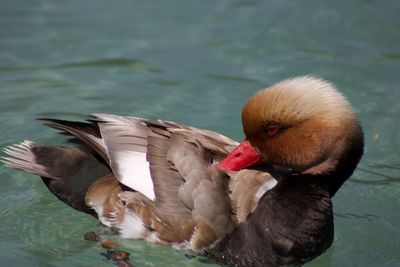 Close-up of duck swimming in lake