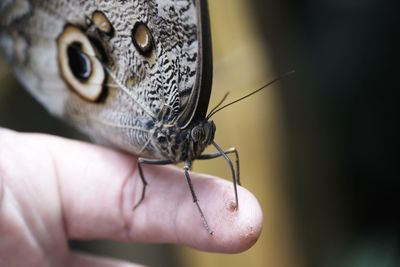 Close-up of insect on hand