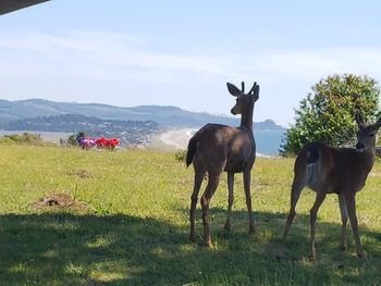 Horses in a field