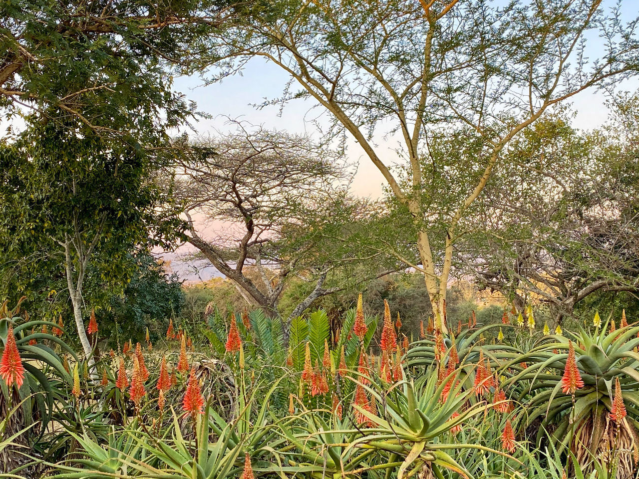 PLANTS GROWING ON FIELD