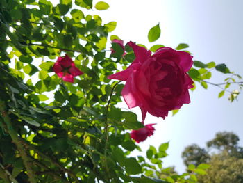 Close-up of red rose roses