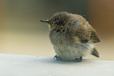 Close-up of a bird