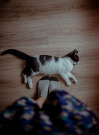 Cat sitting on hardwood floor