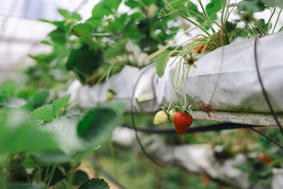 Low angle view of fruit on tree