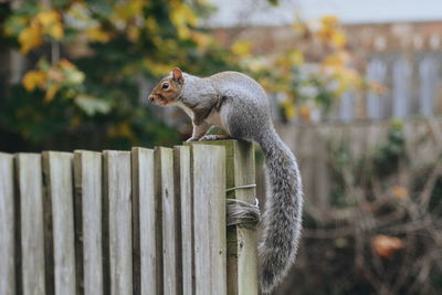 Squirrel on fence outdoors