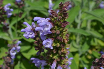 Close-up of purple flowers