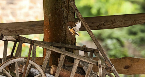 Low angle view of bird perching on tree trunk