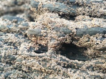 Close-up of lichen on rock