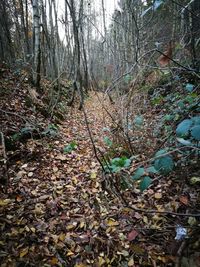 Trees in forest during autumn