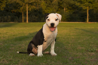 Portrait of american staffordshire terrier puppy sitting on field at park
