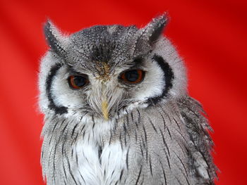 Close-up portrait of gray owl