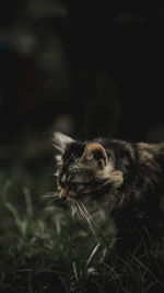 Close-up of a cat looking away