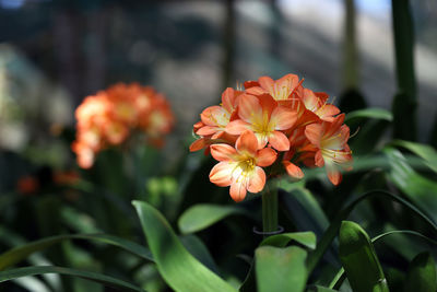 Close-up of red flower