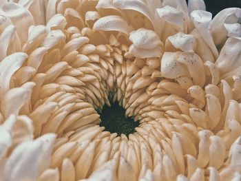 Full frame shot of white flowering plant